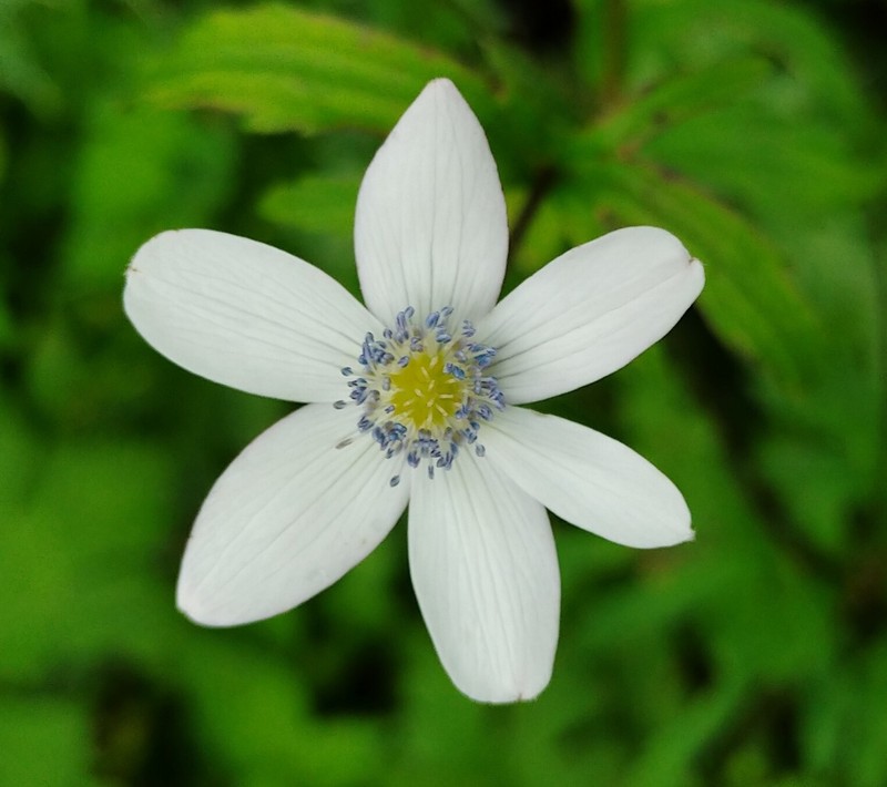 Anemone raui photo 7