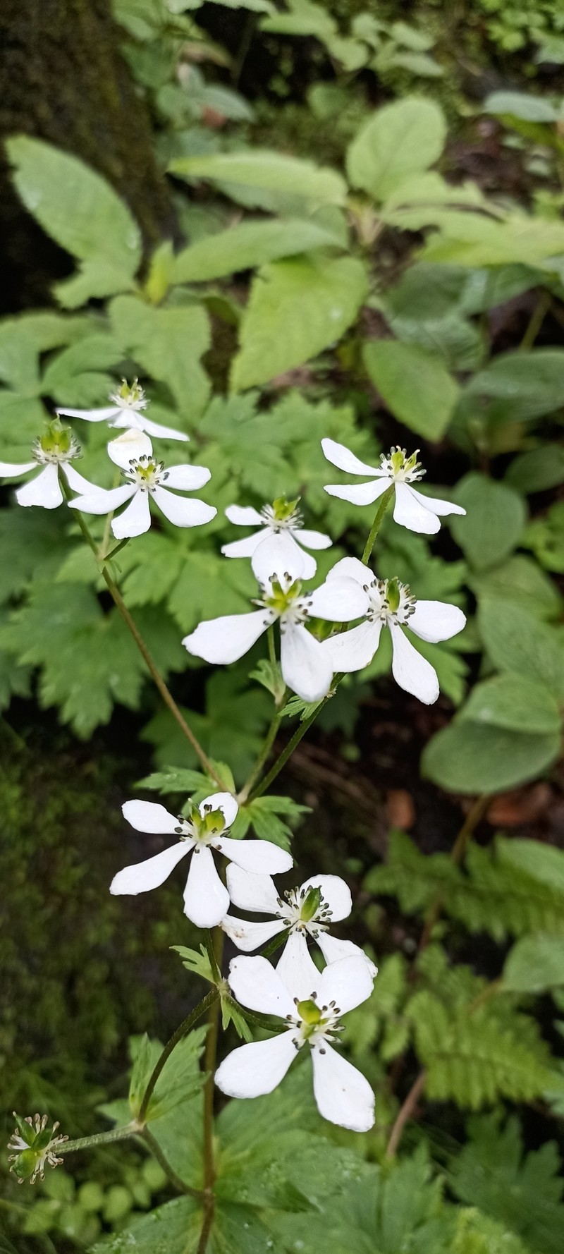 Anemone raui photo 8