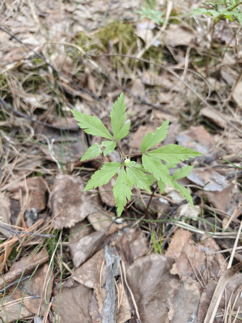Anemone reflexa photo 2