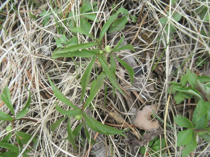 Anemone reflexa photo 3