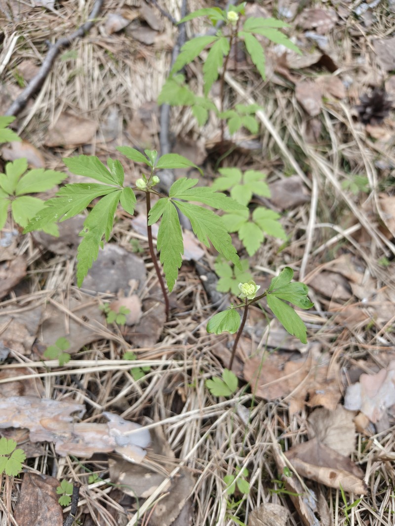 Anemone reflexa photo 4