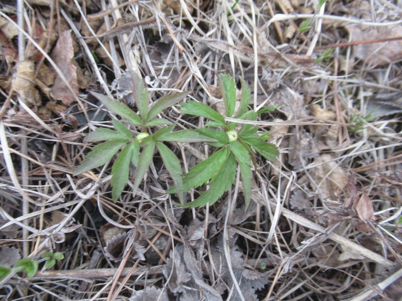 Anemone reflexa photo 5