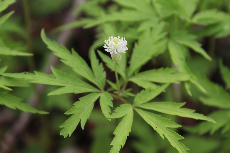 Anemone reflexa