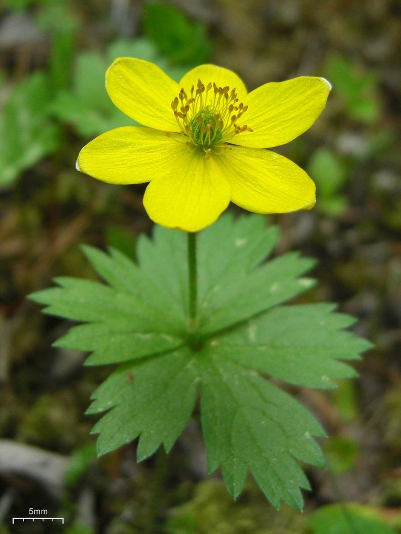 Yellow Thimbleweed