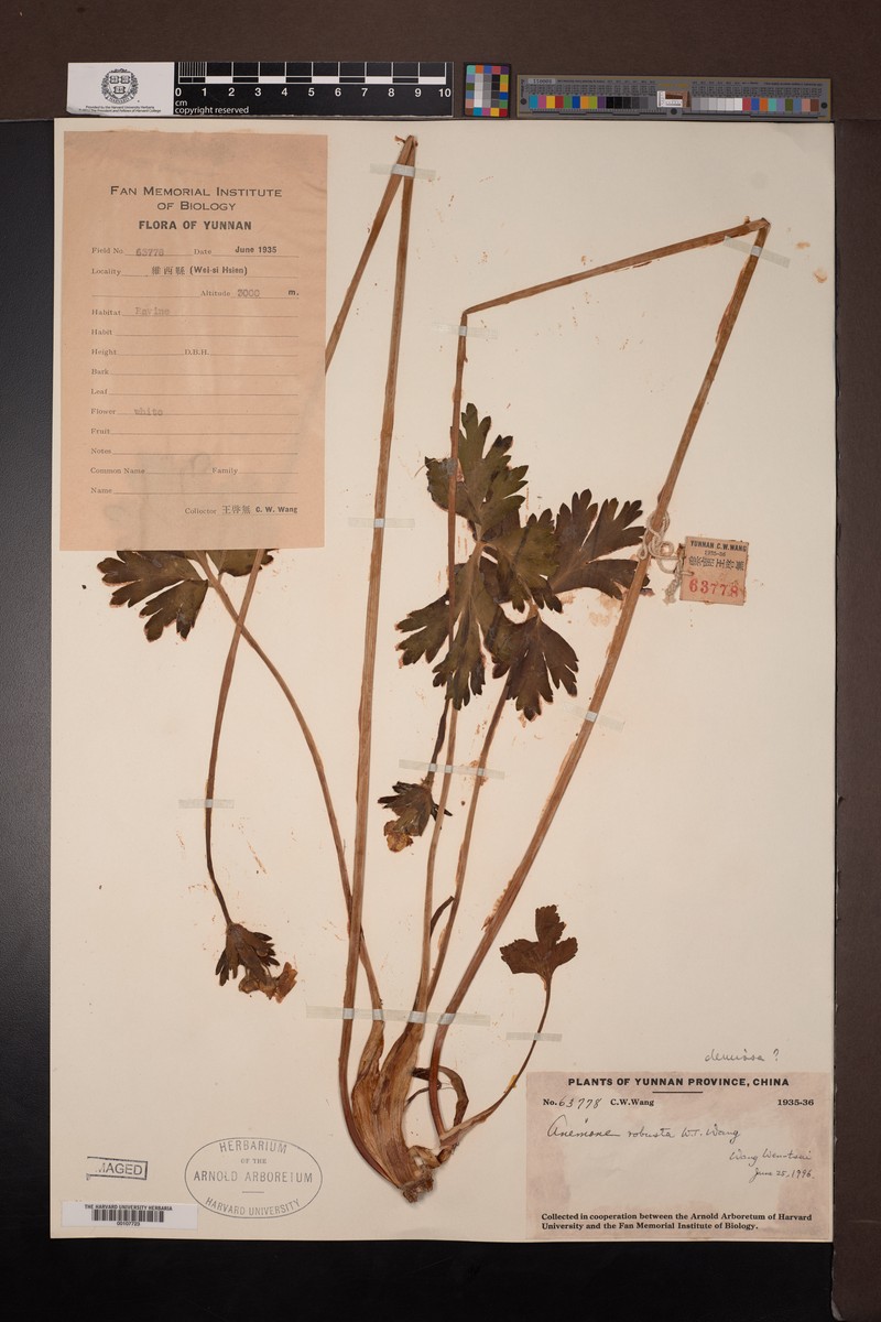 Anemone robusta