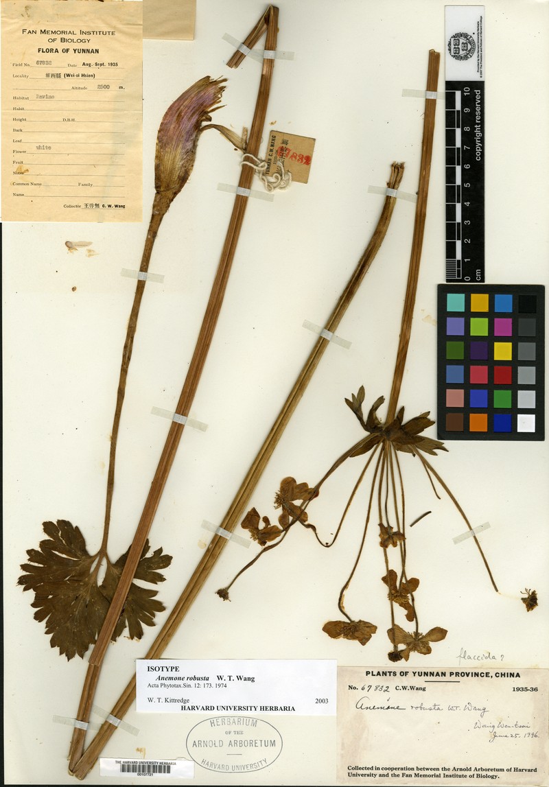 Anemone robusta photo 2