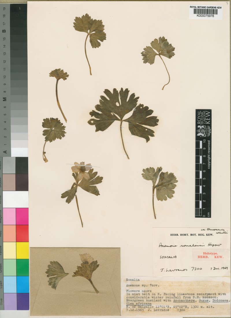 Anemone somaliensis