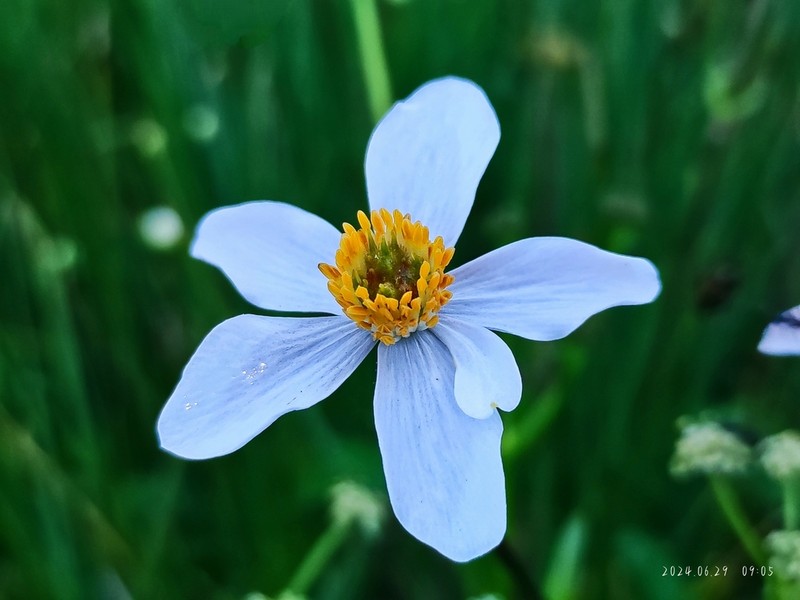 Anemone souliei