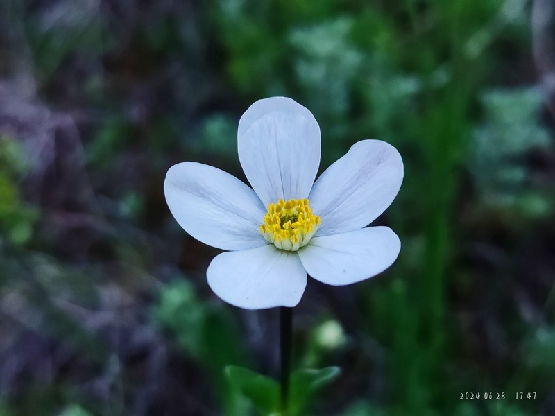 Anemone souliei photo 2