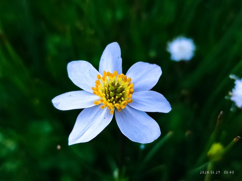 Anemone souliei photo 3