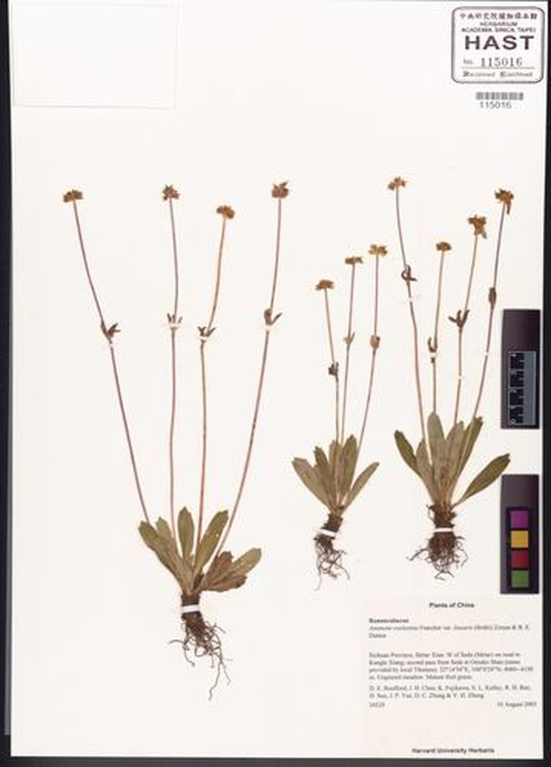 Anemone souliei