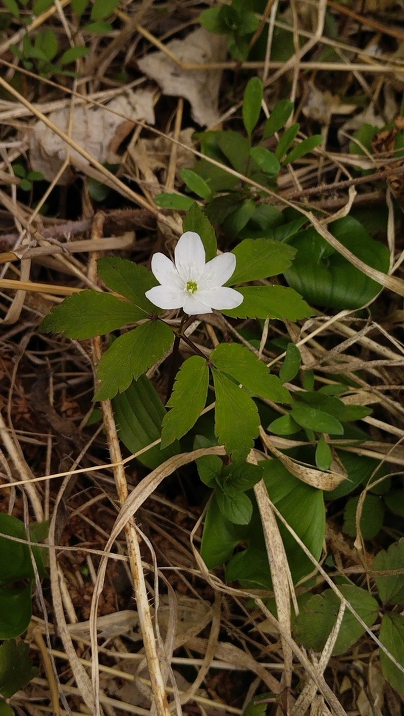 Anemone soyensis photo 2