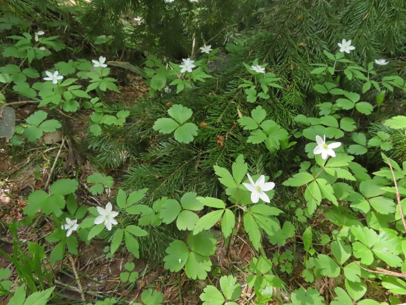 Anemone soyensis photo 3