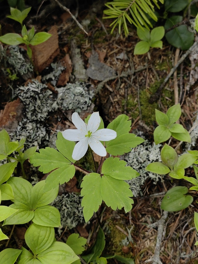 Anemone soyensis photo 4