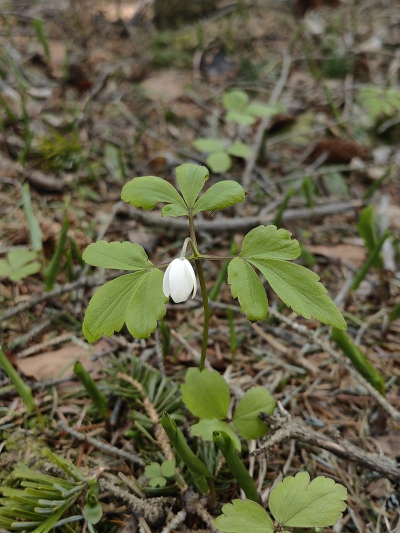 Anemone soyensis photo 5