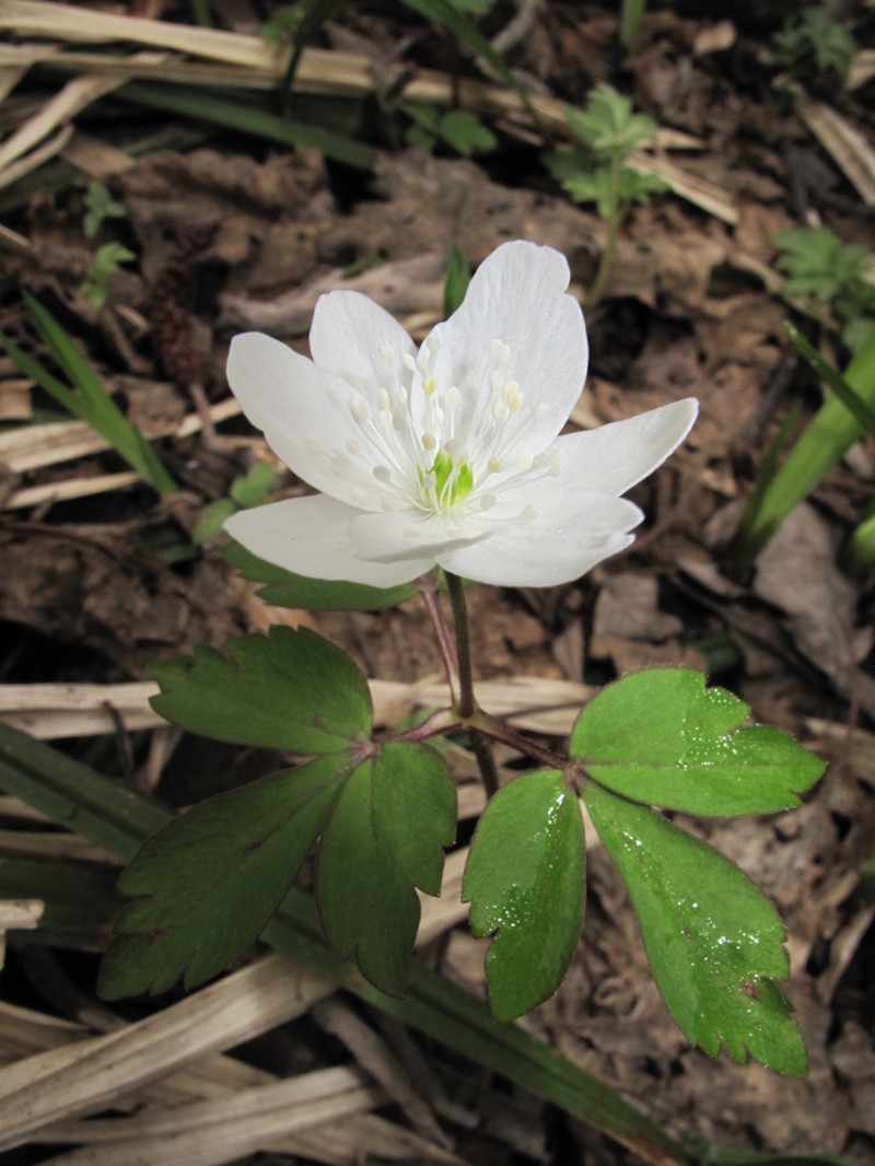 Anemone soyensis photo 6