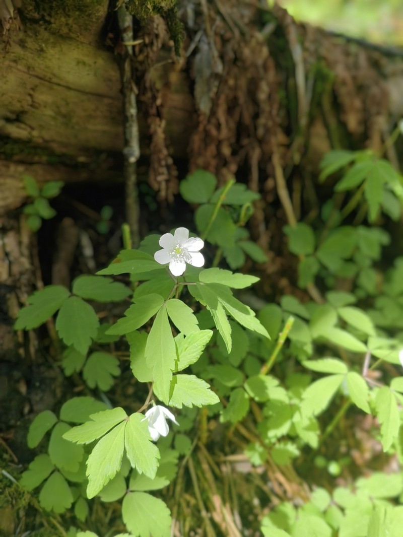 Anemone soyensis photo 7