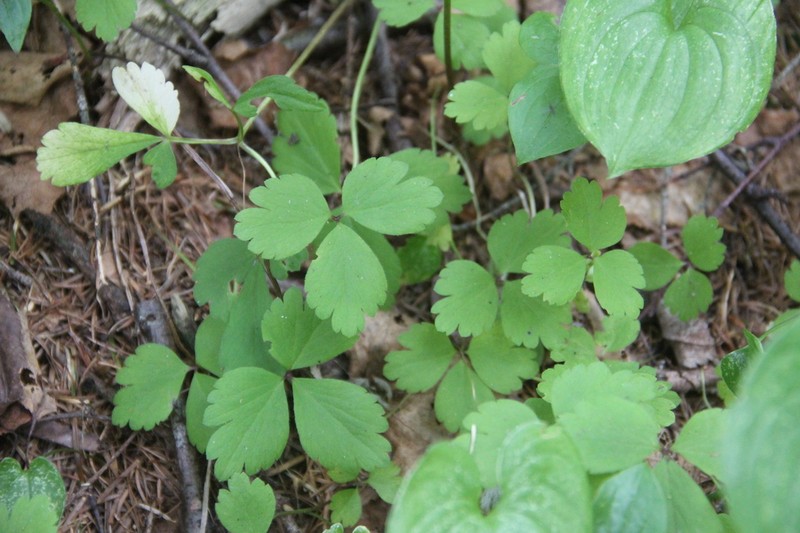 Anemone soyensis photo 8