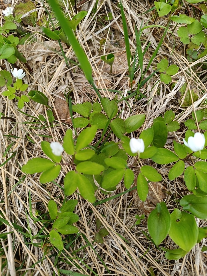 Anemone soyensis