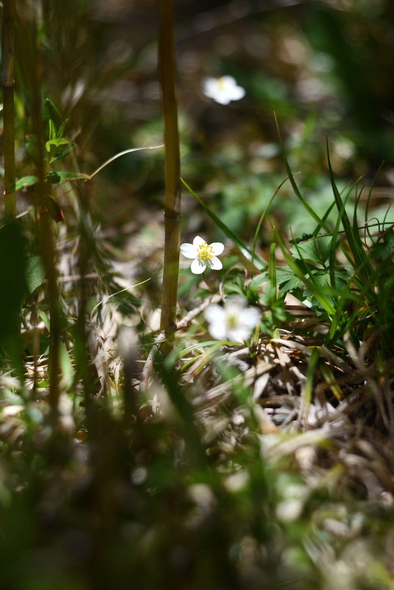 Anemone stolonifera photo 2