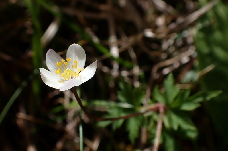 Anemone stolonifera photo 3