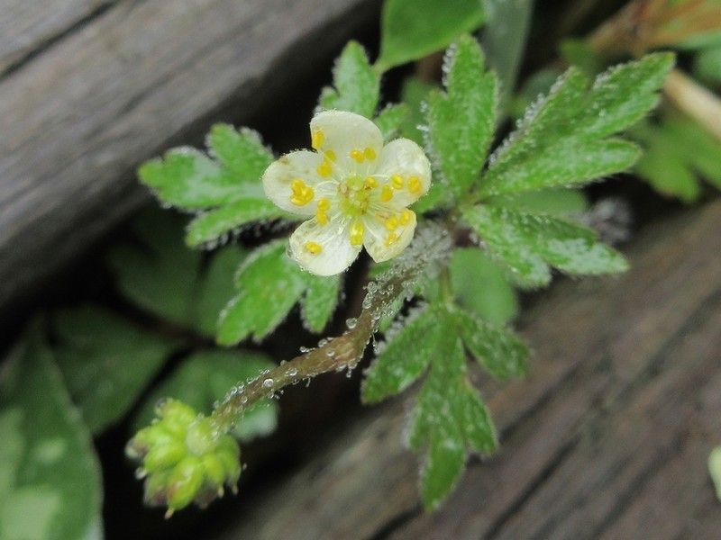 Anemone stolonifera photo 4