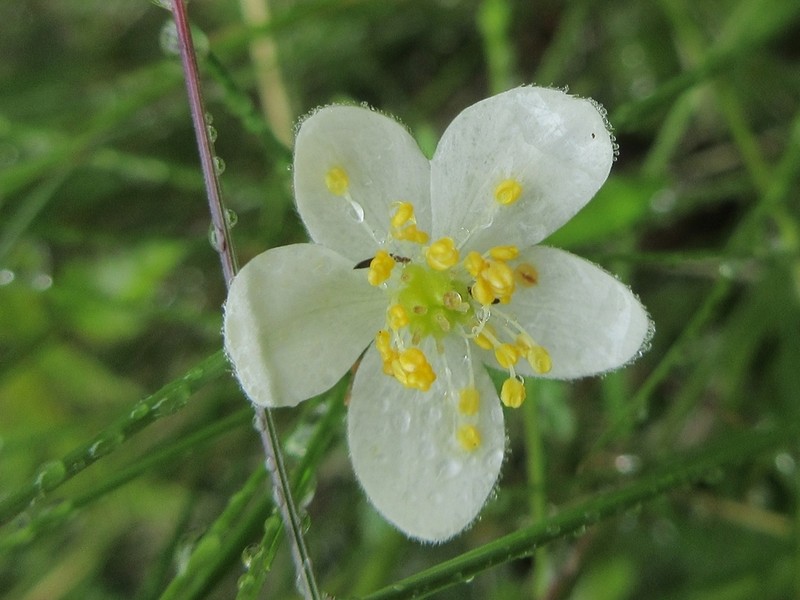 Anemone stolonifera photo 5
