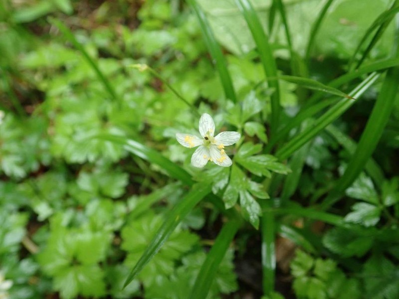 Anemone stolonifera photo 6