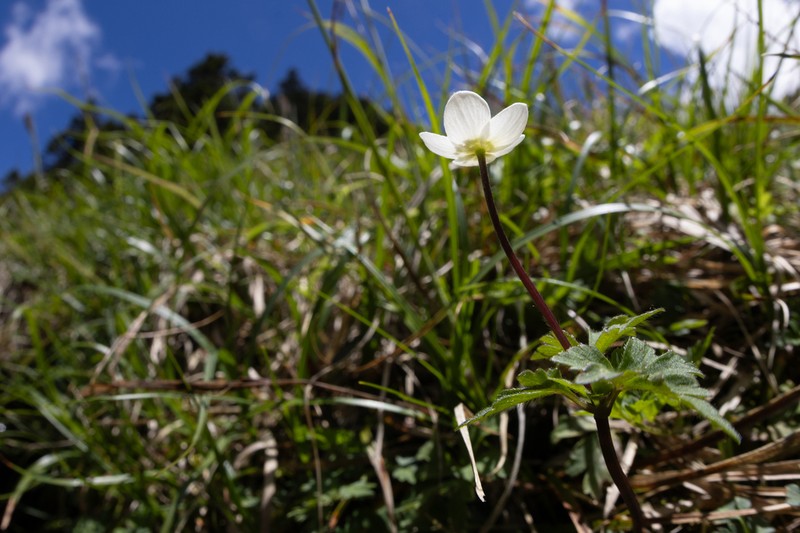 Anemone stolonifera photo 7