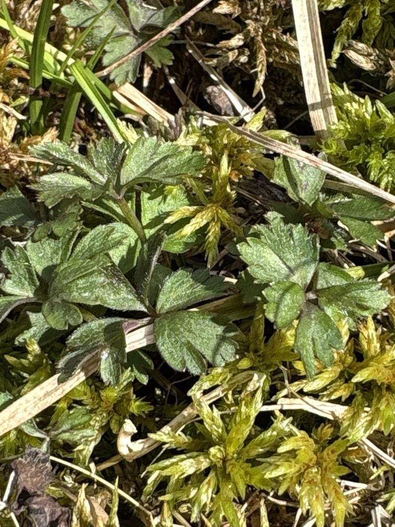 Anemone stolonifera photo 8
