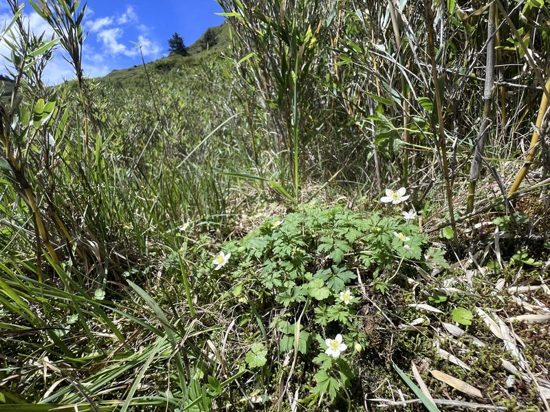Anemone stolonifera
