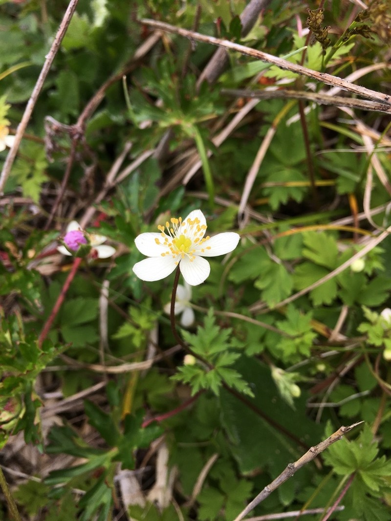 Anemone stolonifera photo 2