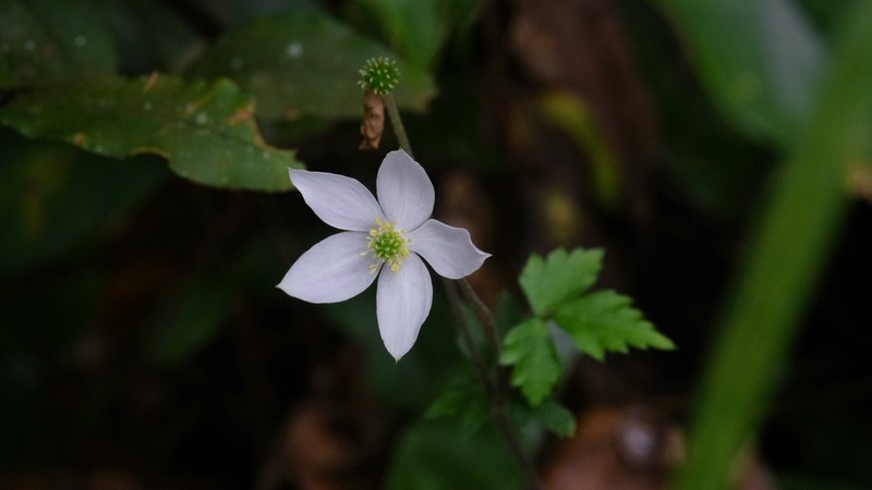 Anemone sumatrana photo 3