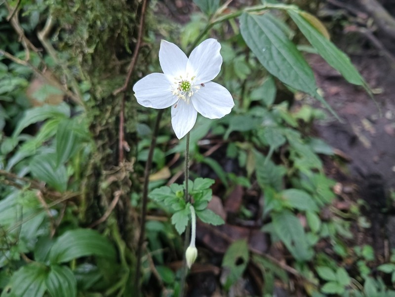 Anemone sumatrana photo 4