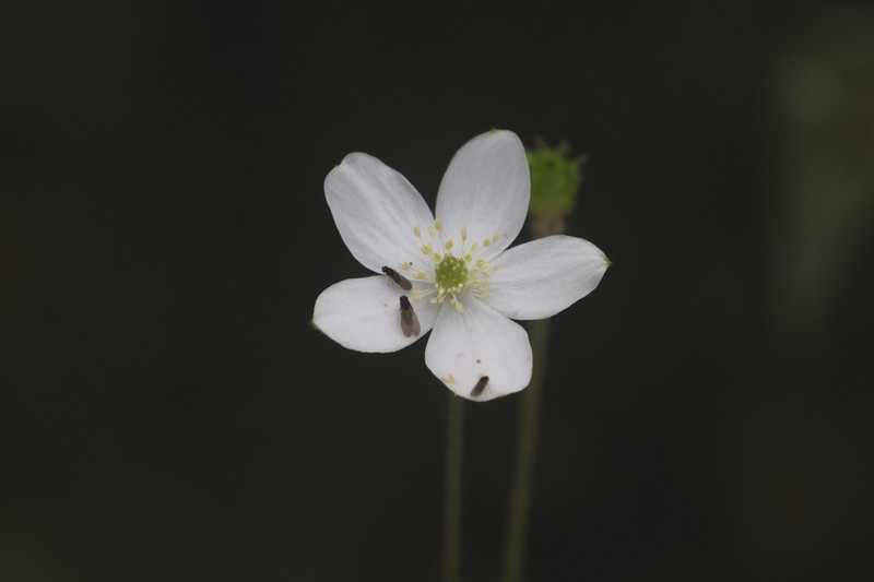 Anemone sumatrana photo 6