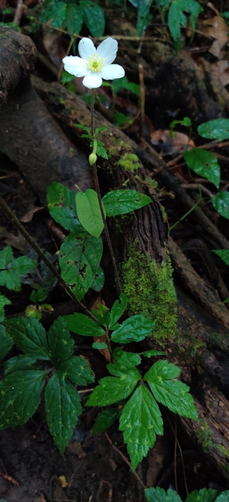 Anemone sumatrana photo 7