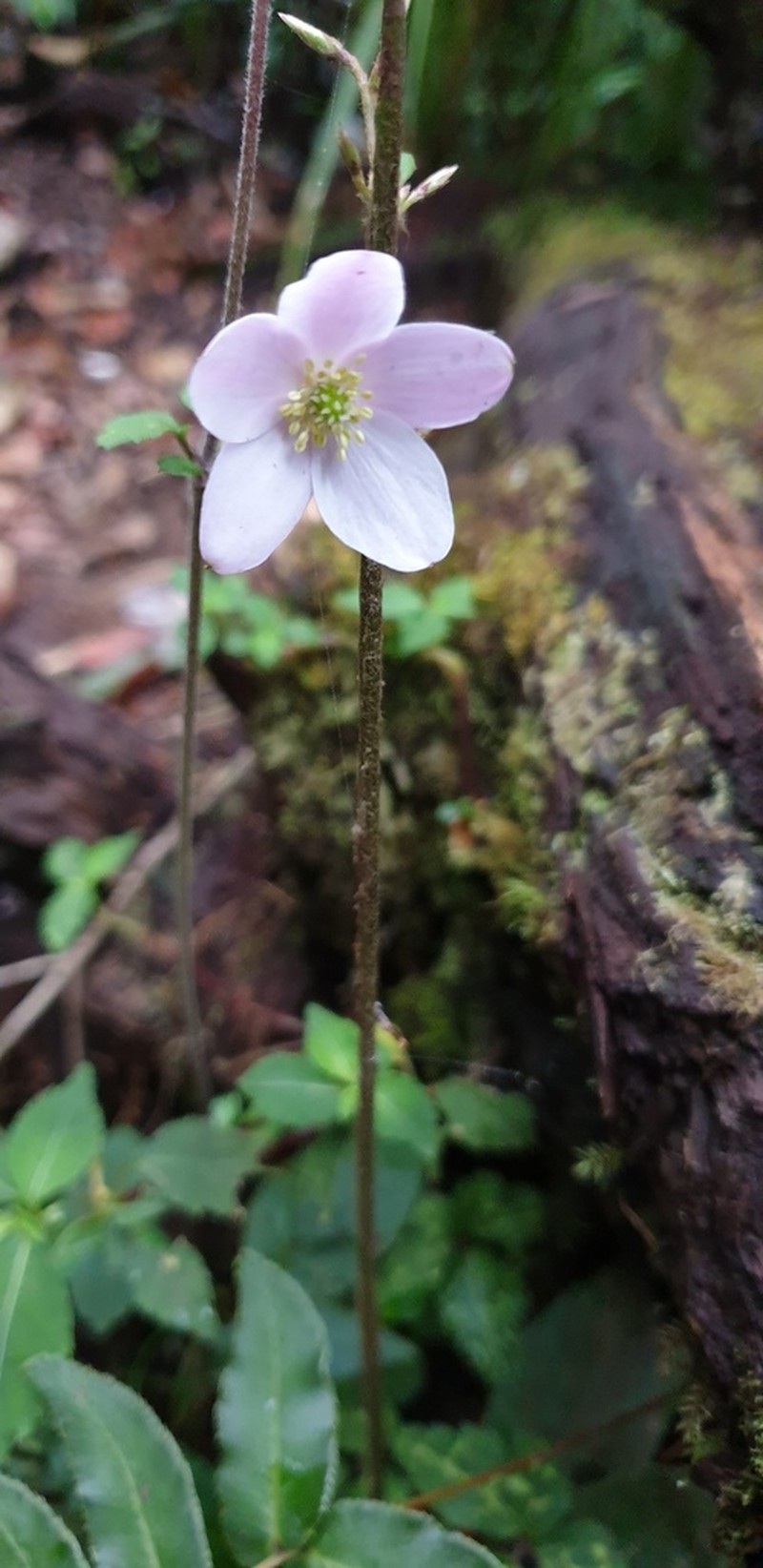 Anemone sumatrana photo 8