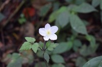 Anemone sumatrana