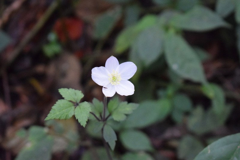 Anemone sumatrana