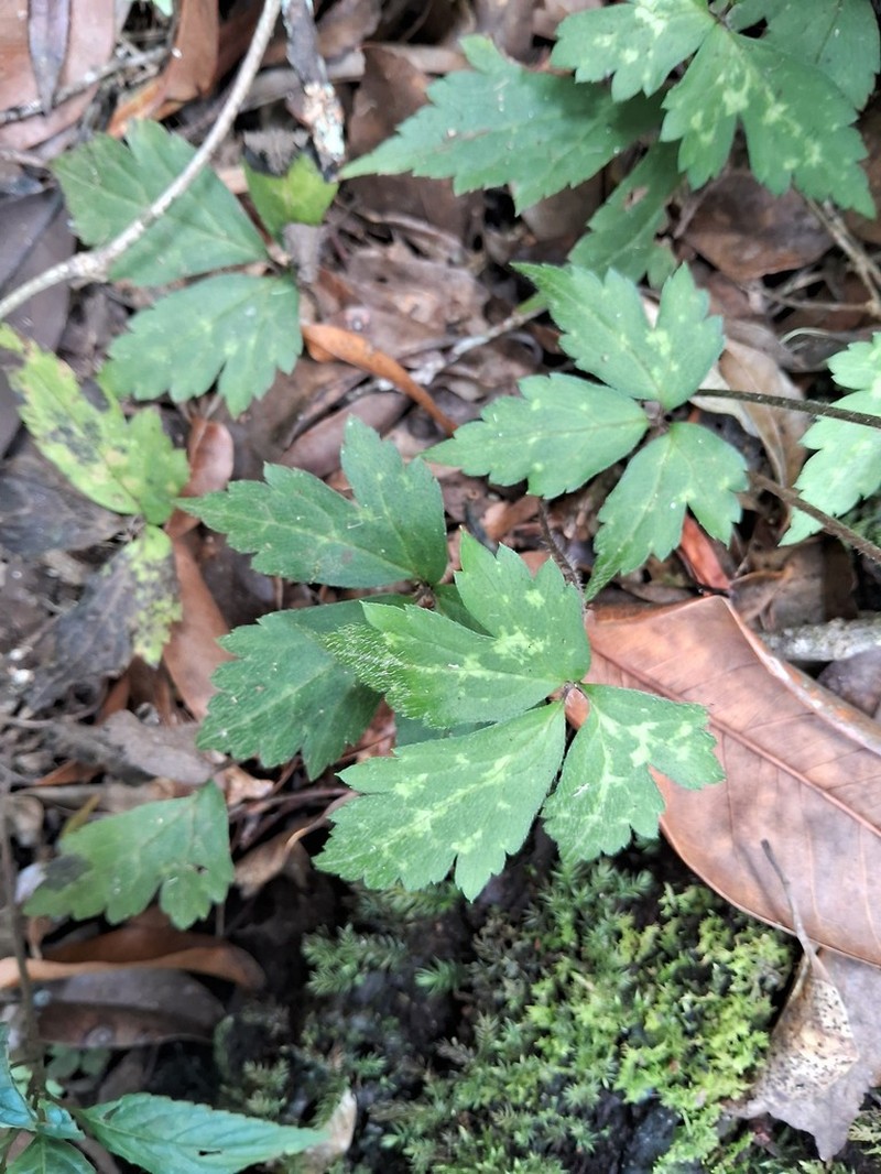 Anemone sumatrana photo 2