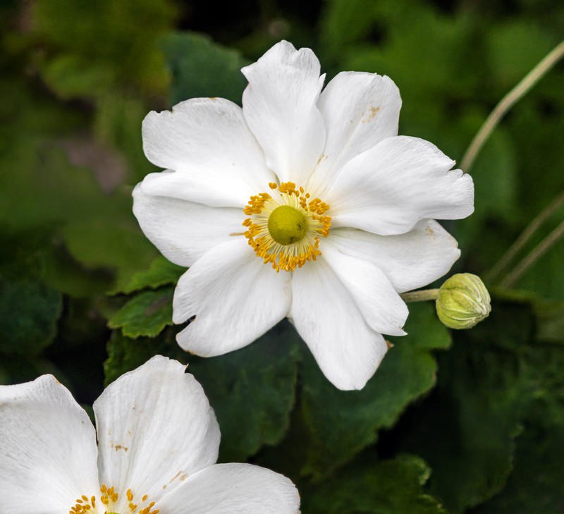Snowdrop Windflower