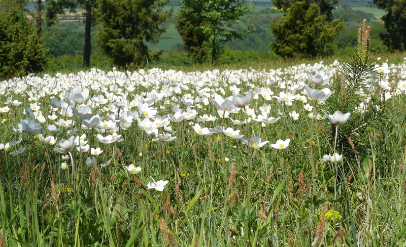 Snowdrop Windflower photo 2