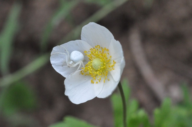 Snowdrop Windflower photo 3