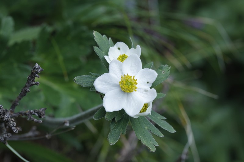 Anemone taipaiensis
