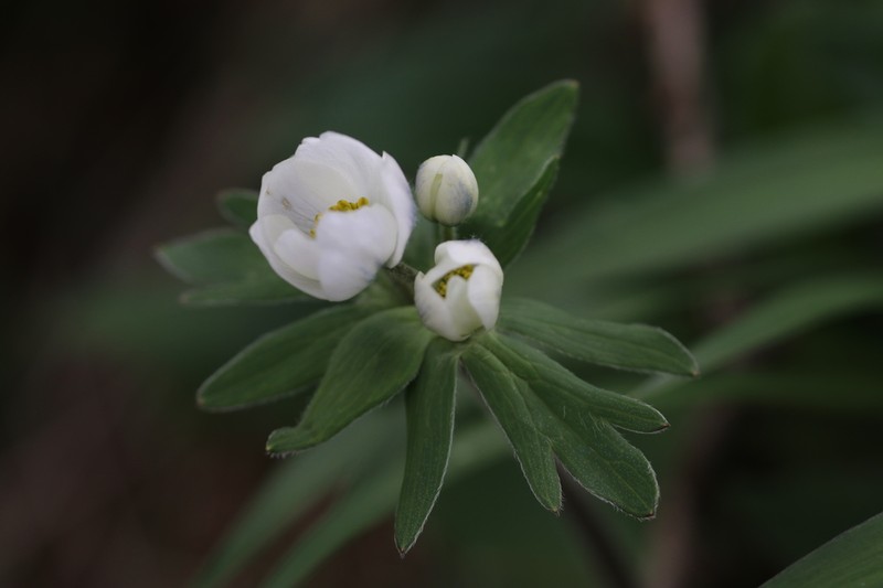 Anemone taipaiensis photo 2