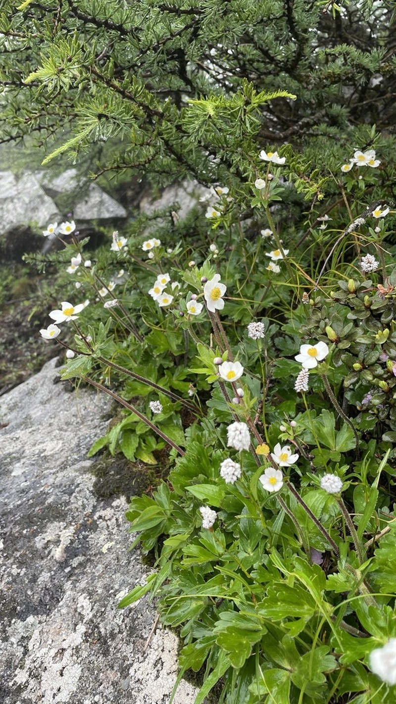 Anemone taipaiensis photo 3