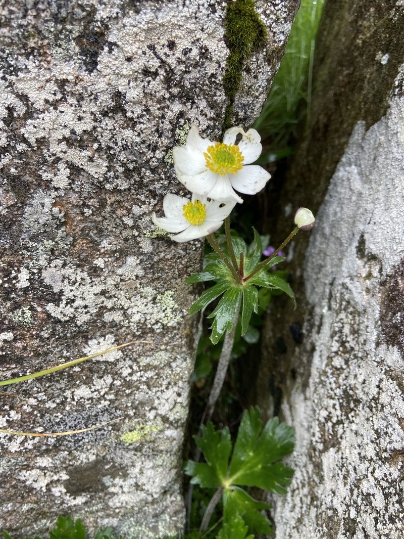 Anemone taipaiensis photo 4