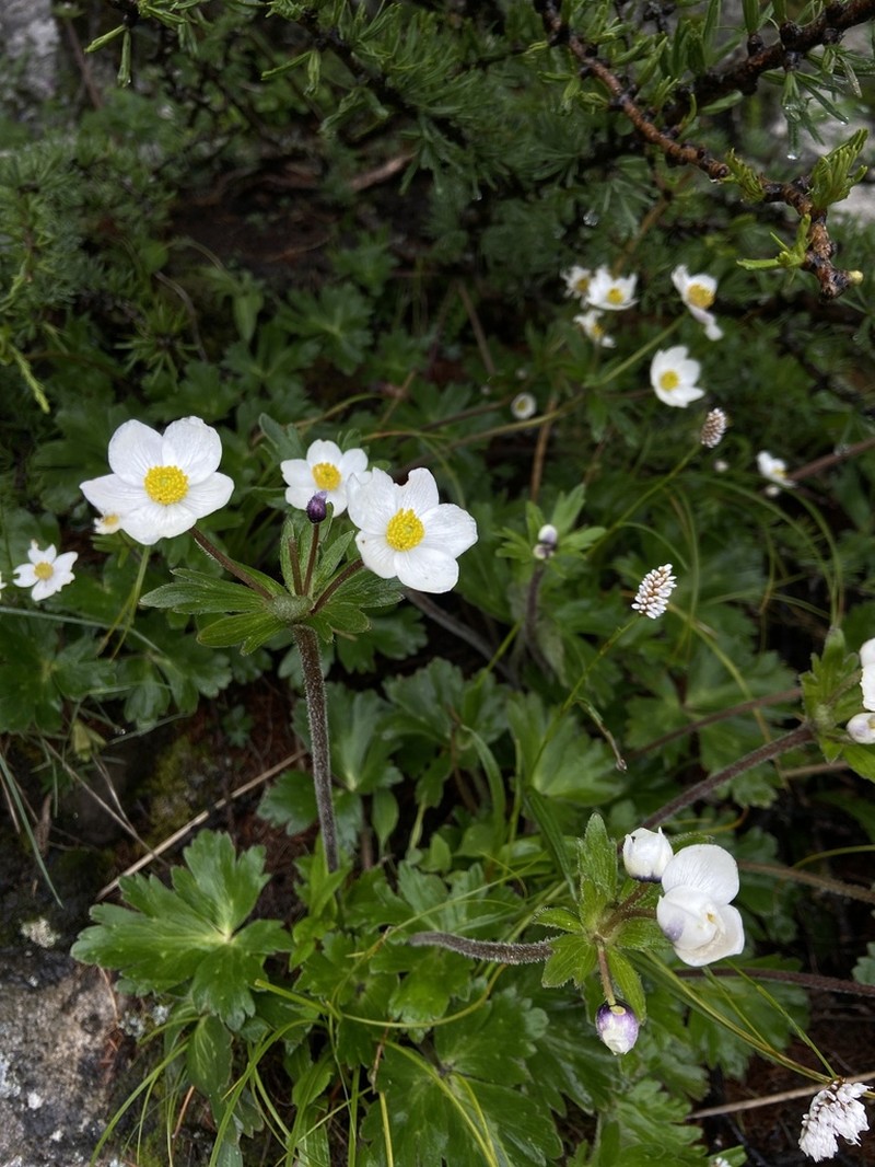 Anemone taipaiensis photo 5