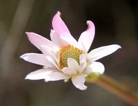 Anemone thomsonii