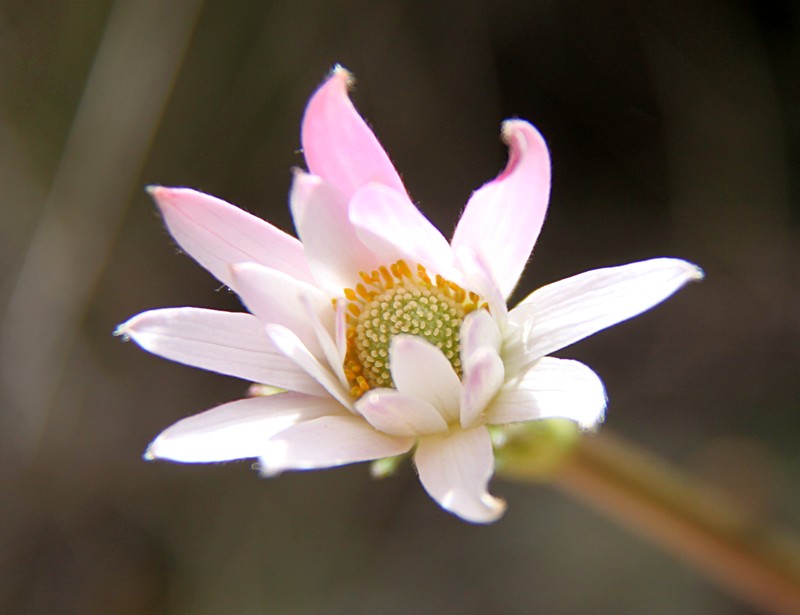 Anemone thomsonii